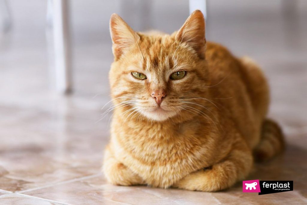 are most ginger cats male