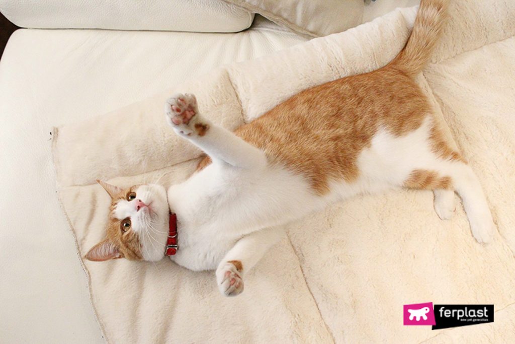 5 Motivi per cui i Gatti Rossi sono i Migliori