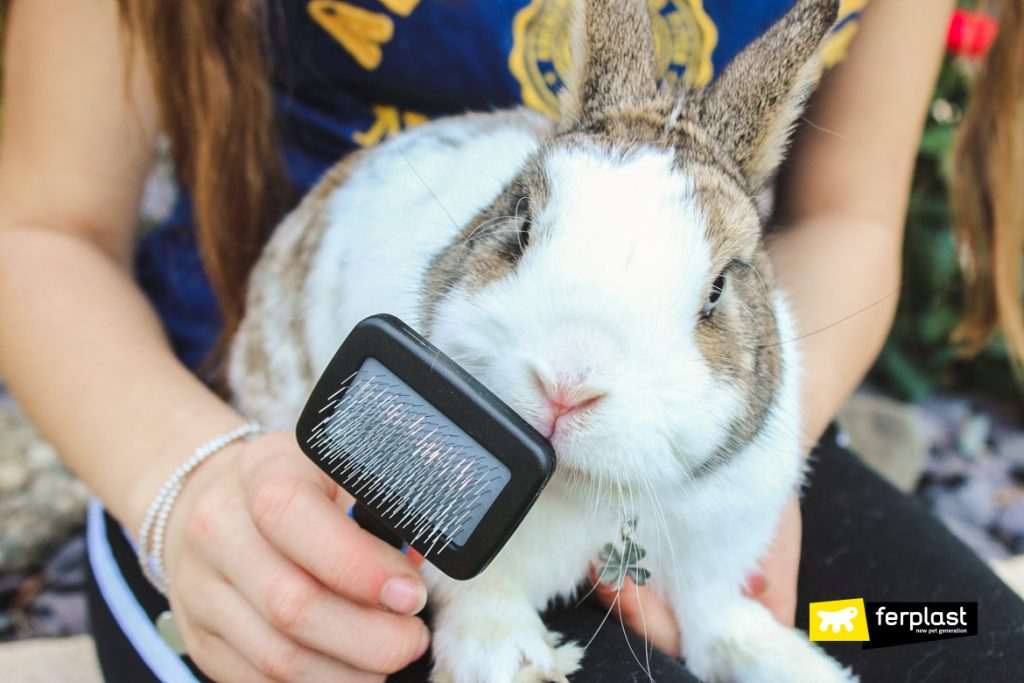 Caring for your Rabbit’s Coat in Autumn: the Best Brushes