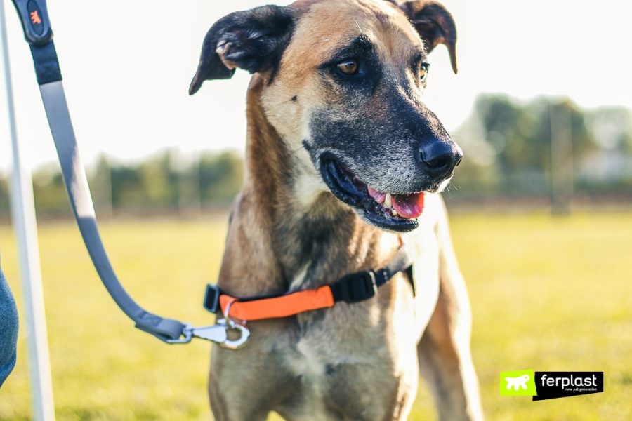 Ferplast Guinzaglio per Cani Guinzaglio vera pelle cane cani nero cuoio naturale FERPLAST Ferplast Guinzaglio per Cani Guinzaglio vera pelle cane cani nero cuoio naturale FERPLAST