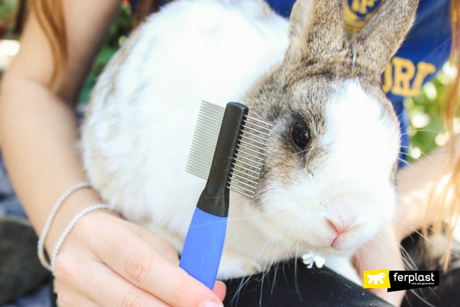 Caring for your Rabbit’s Coat in Autumn: the Best Brushes
