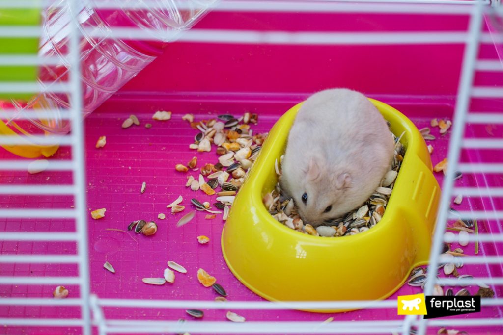 Hamster Teeth How To Keep Them Clean And Healthy With Gnawing Toys