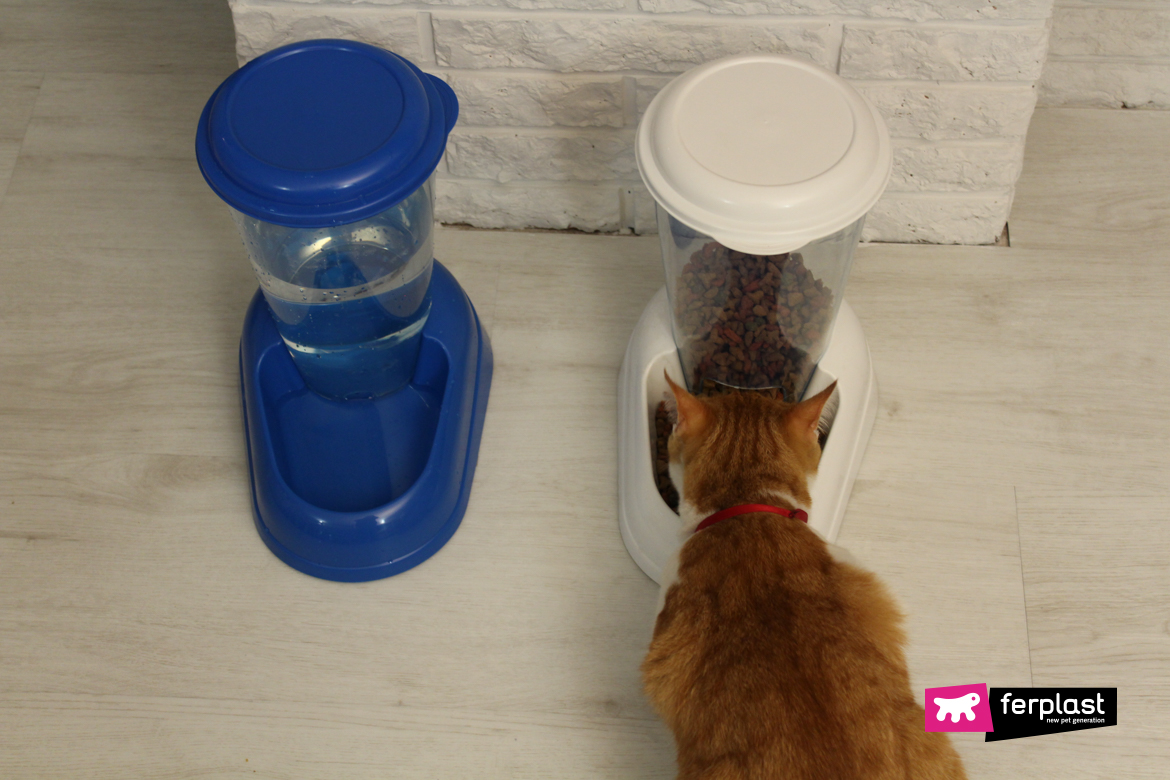 Cat alone in the flat is eating from Ferplast dispenser