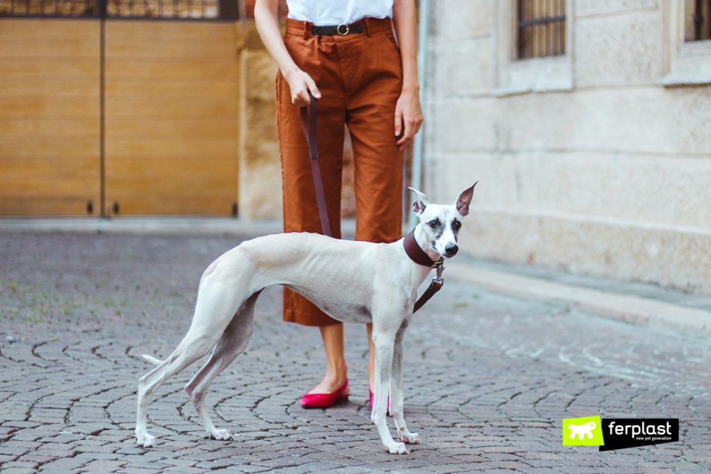 Characteristics Of The Whippet The Fast Long Legged Dog