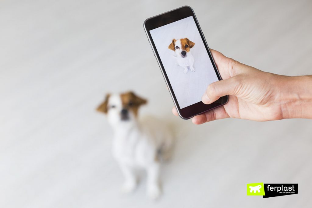 how to find out your dog breed app