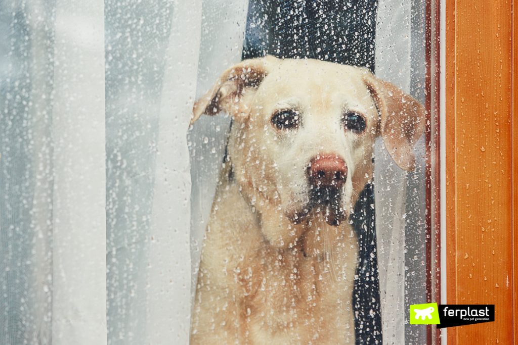 How Does The Sound Of The Rain Affect A Dog S Mood