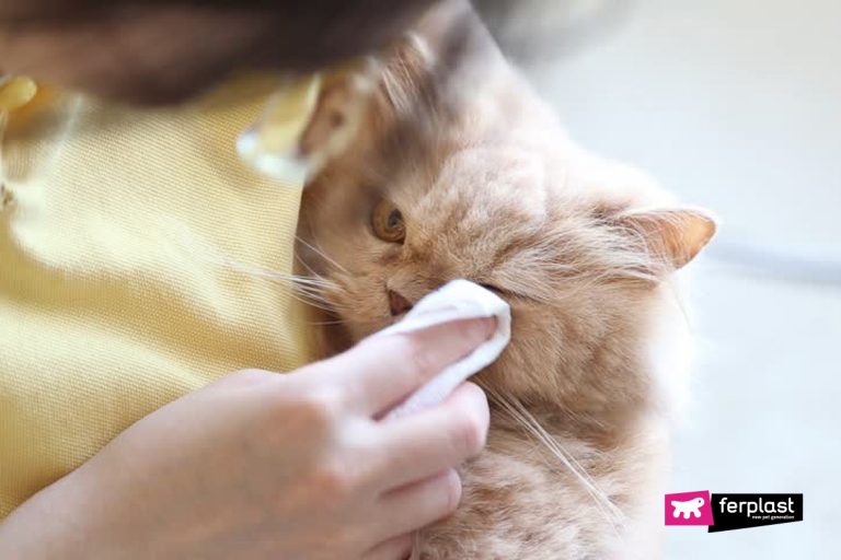How To Clean A Cat s Eyes In A Few Quick Moves