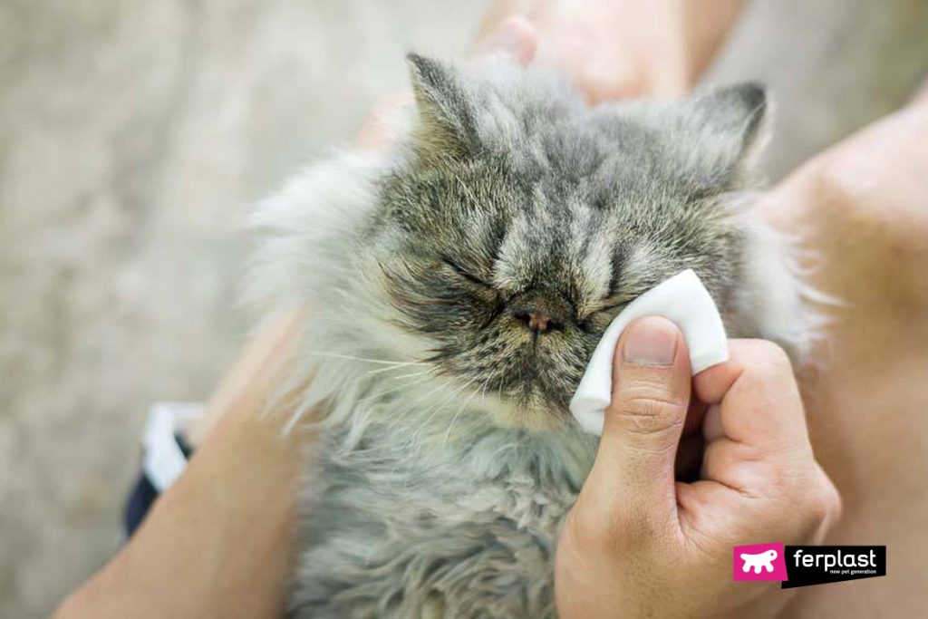 How To Clean a Cat’s Eyes in a Few Quick Moves