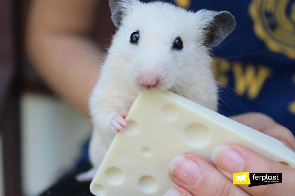 DENTS DES HAMSTERS COMMENT LES GARDER PROPRES ET SAINES LOVE FERPLAST