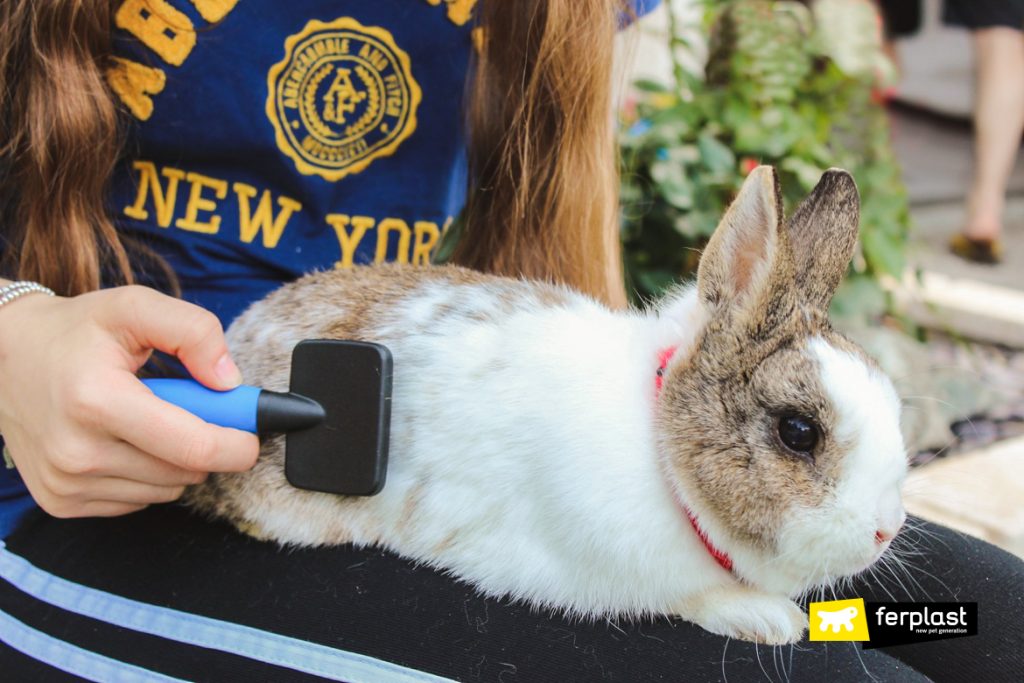 CUIDANDO DA PELAGEM DO COELHO NO OUTONO AS MELHORES ESCOVAS LOVE
