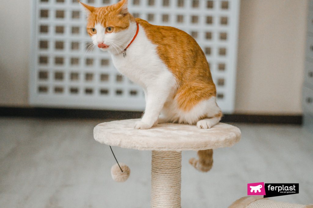 The Best Scratching Posts For Your Cat Which One To Choose