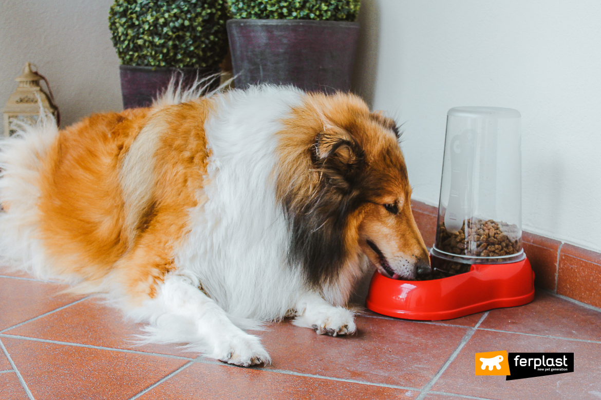 Ferplast cane e gatto distributore acqua e cibo azimut 3000