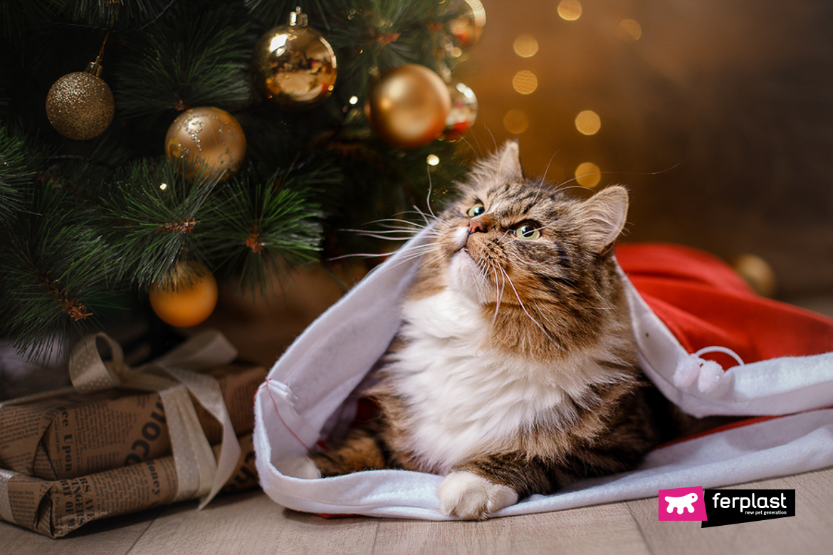Regali Di Natale Per Gatti.Cosa Regalare Al Gatto A Natale Giochi E Accessori E Altre Idee Regalo