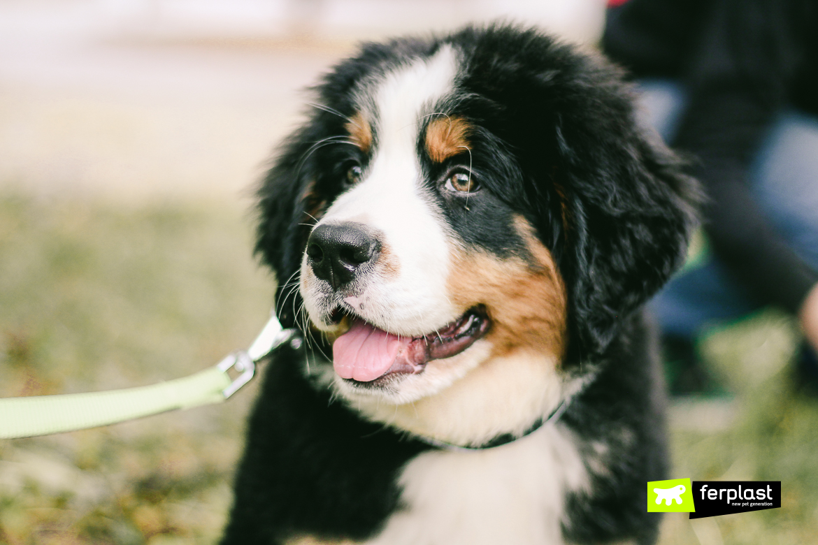 teddy bear kisses bernese