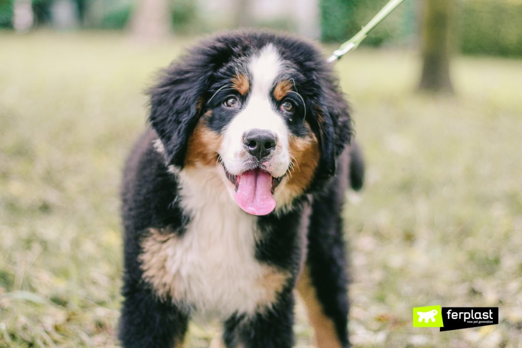 Diamond Painting YSCOLOR: Cucciolo Bovaro Del Bernese 30x40cm. Kit Completo Fai-da-te Per Rilassarti E Creare!