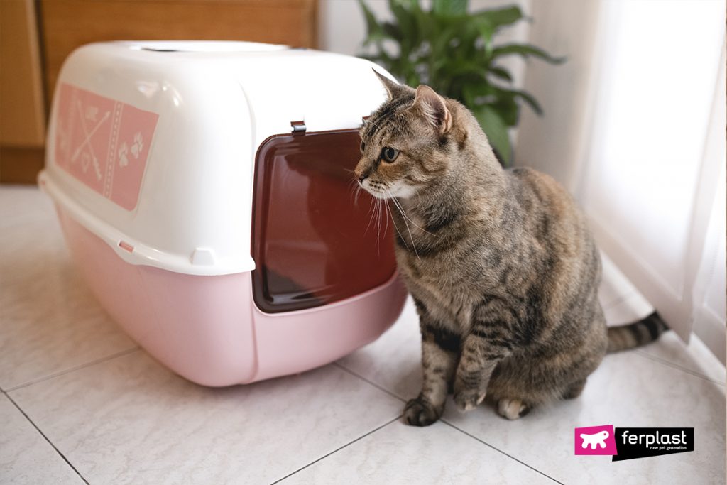 Litiere Pour Chats Comment Choisir La Meilleure Love Ferplast