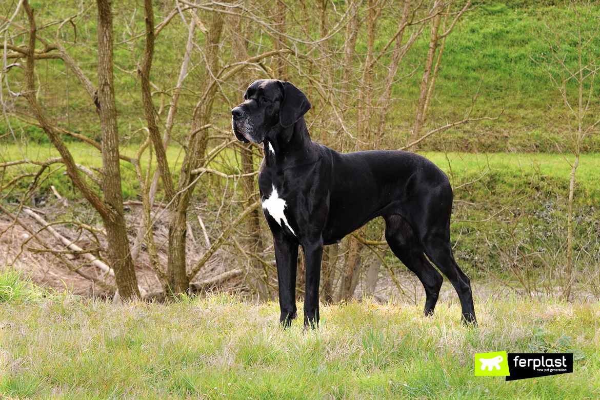 english mastiff biggest dog