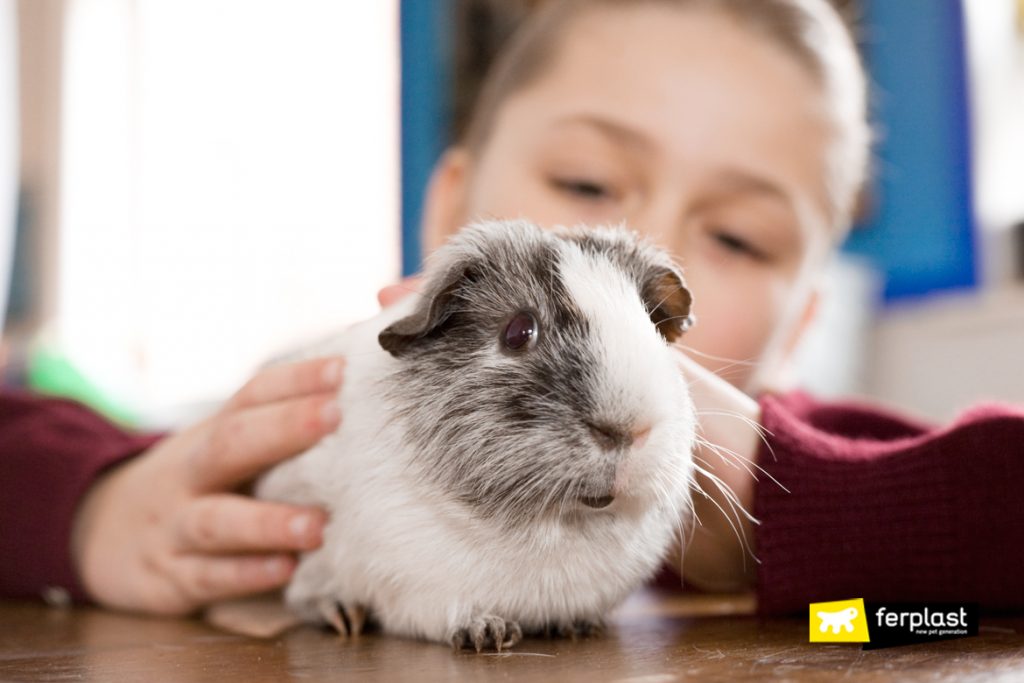 things to make for your guinea pig