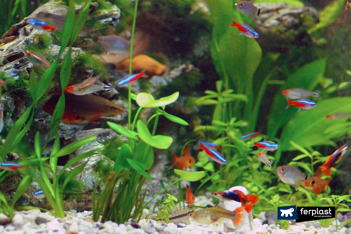 betta fish and neon tetras