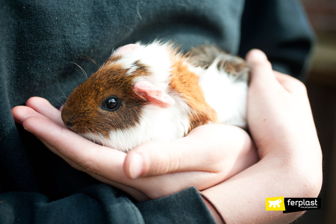 happy guinea pig