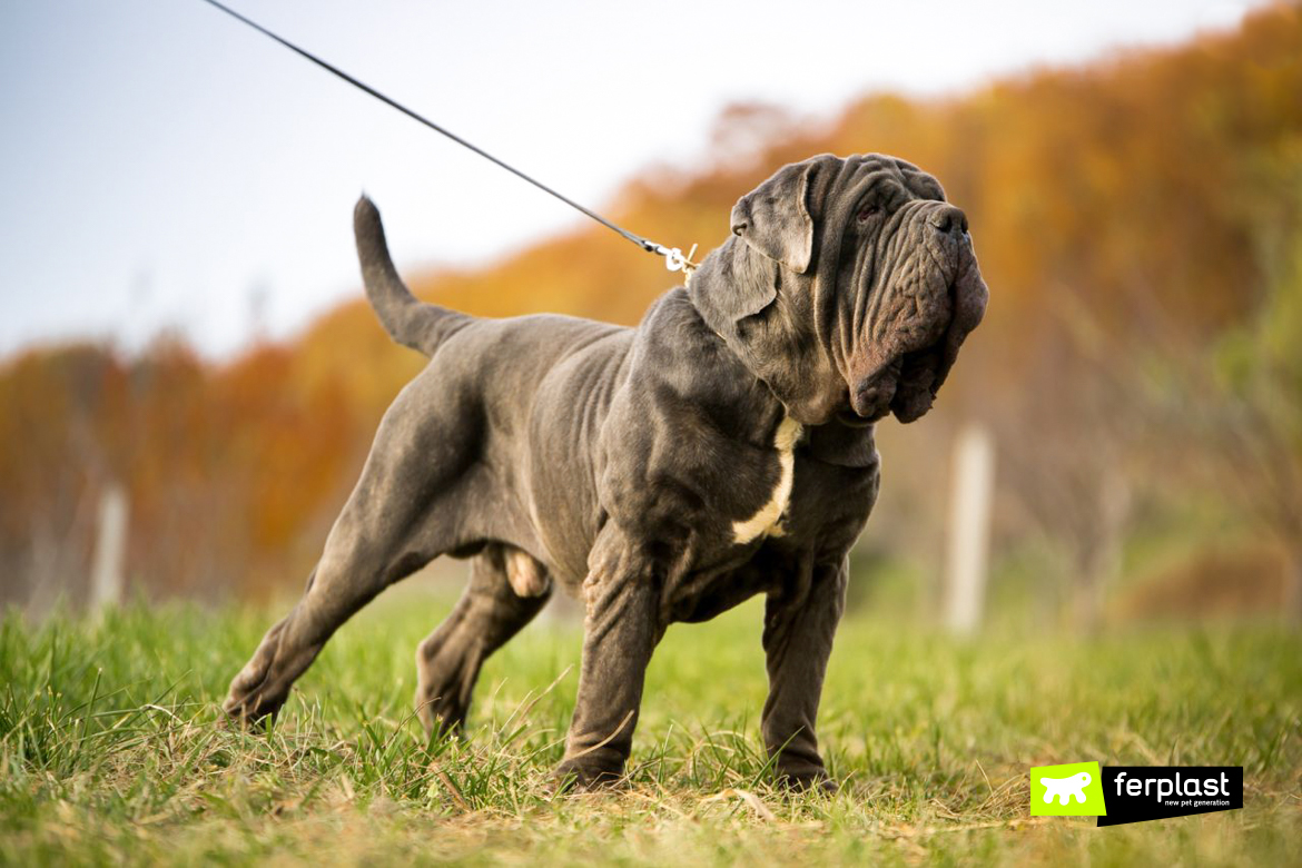 Le Razze Di Cani Più Grandi Al Mondo Classifica Aggiornata 7725