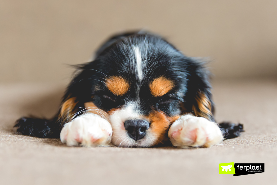 https://blog.ferplast.com/wp-content/uploads/2019/03/pancia-in-giu%CC%80-cane-dorme-cavalier-king.jpg