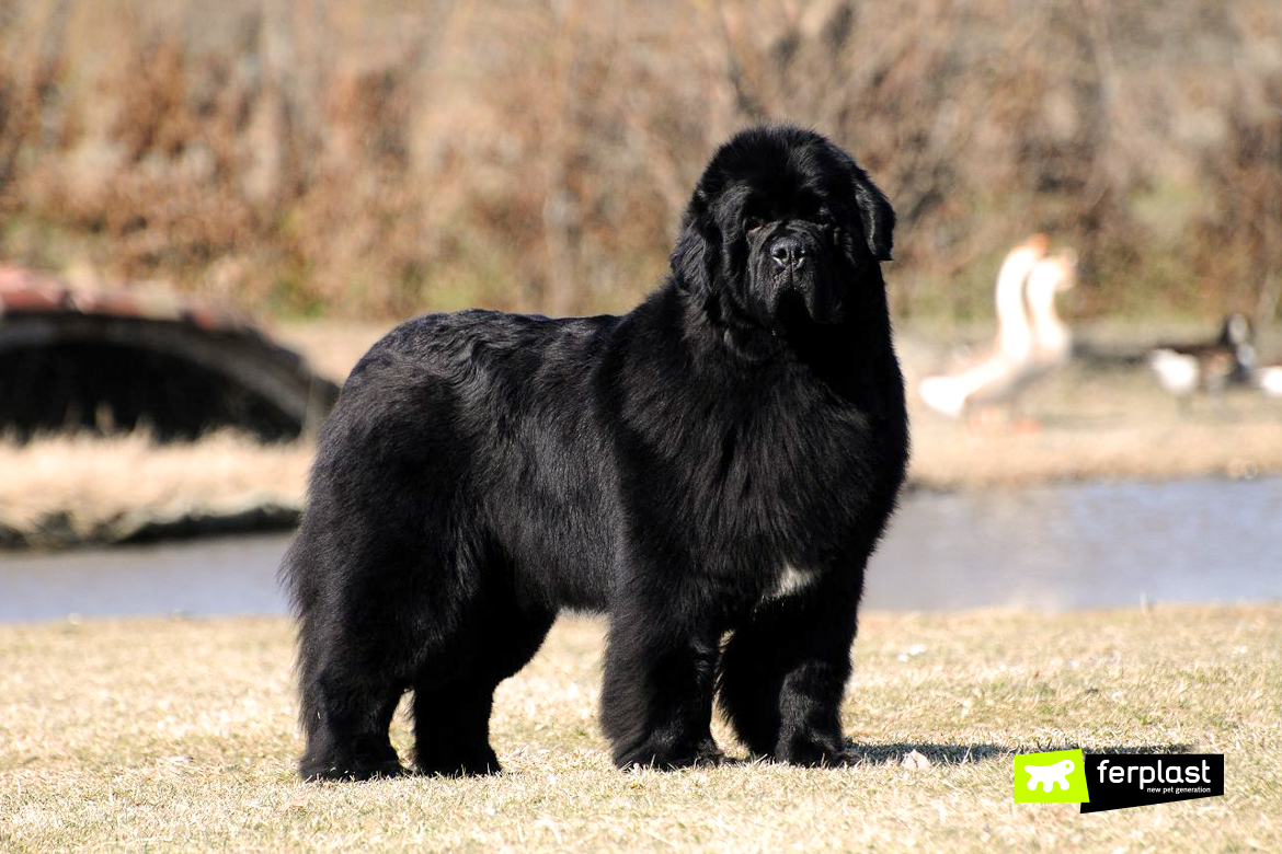 biggest dog breed in the world 2019