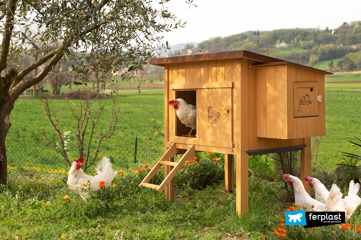 Nido per Galline Ovaiole - Nel Pollaio - Le Galline