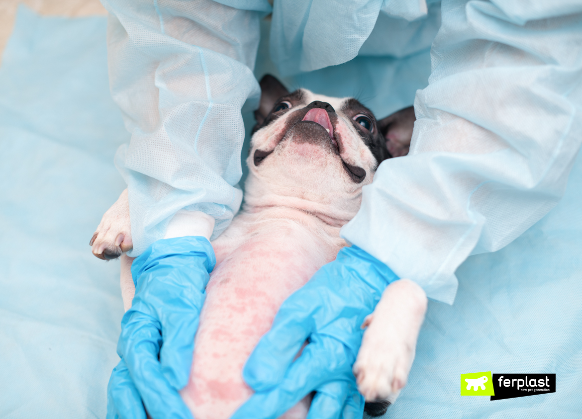 Dog at the vet after the contact with processionary