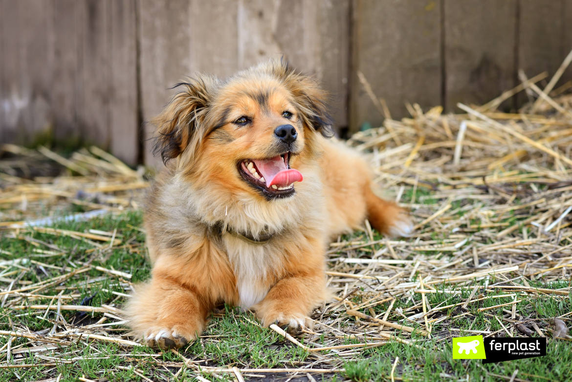 Cane all'aperto in Primavera