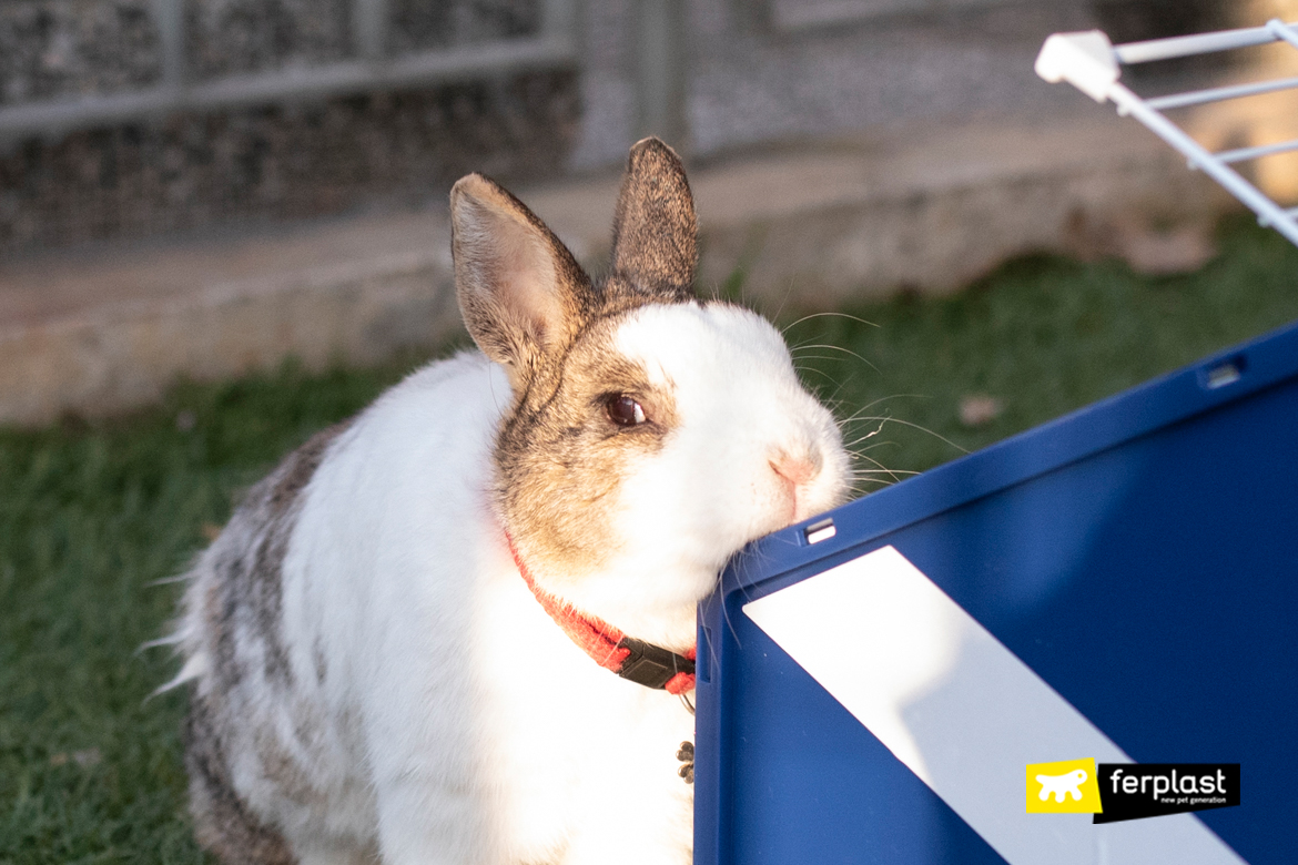 How to Tell If Your Bunny Is Dying - PetHelpful