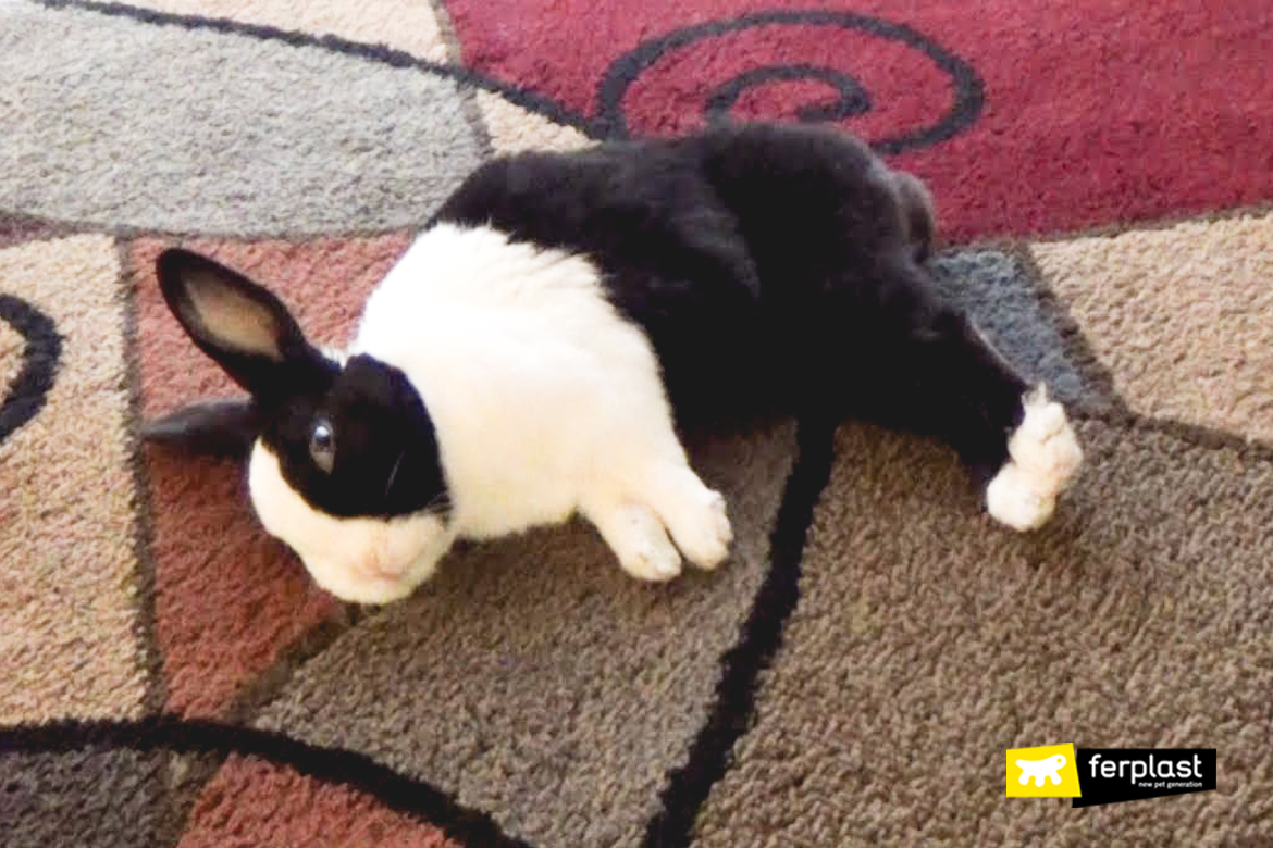 How to Pose a Holland Lop - LOTS OF LOPS RABBITRY