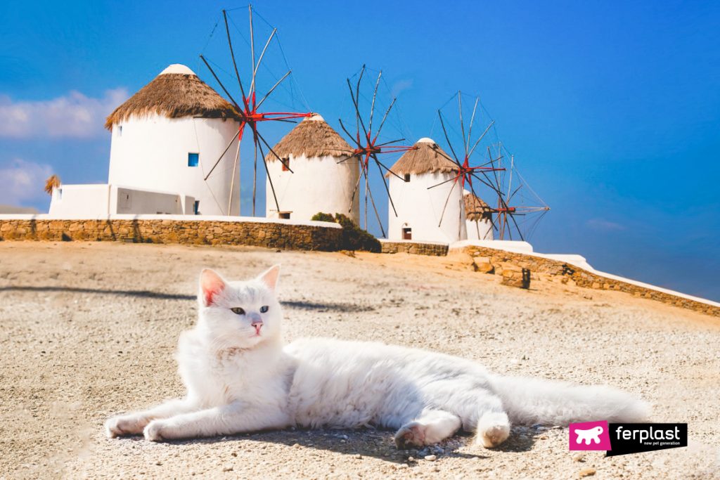 Cat Islands Cat Islands You Can Visit aroud the World