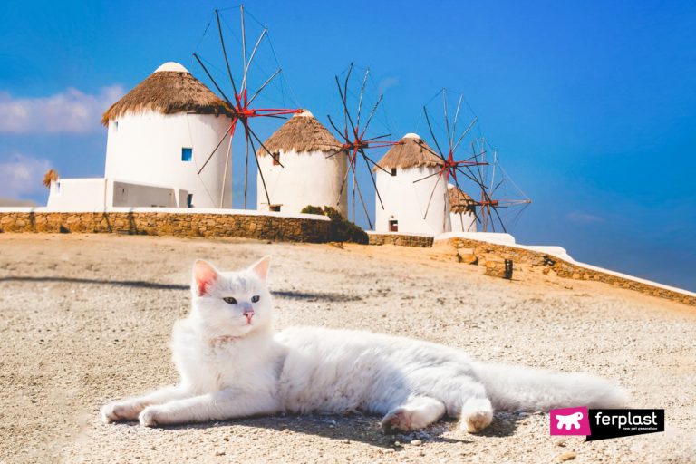 Cat Islands Cat Islands You Can Visit aroud the World