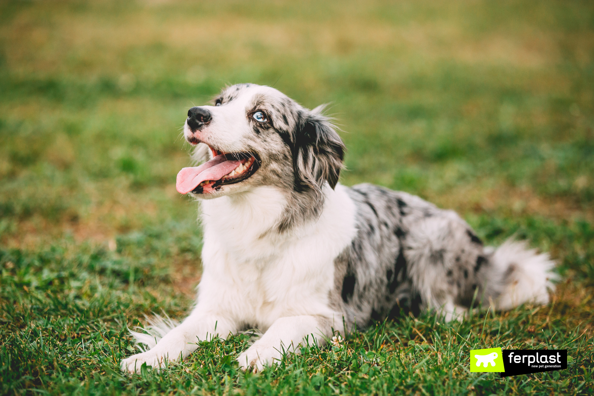 best behaved dog breeds