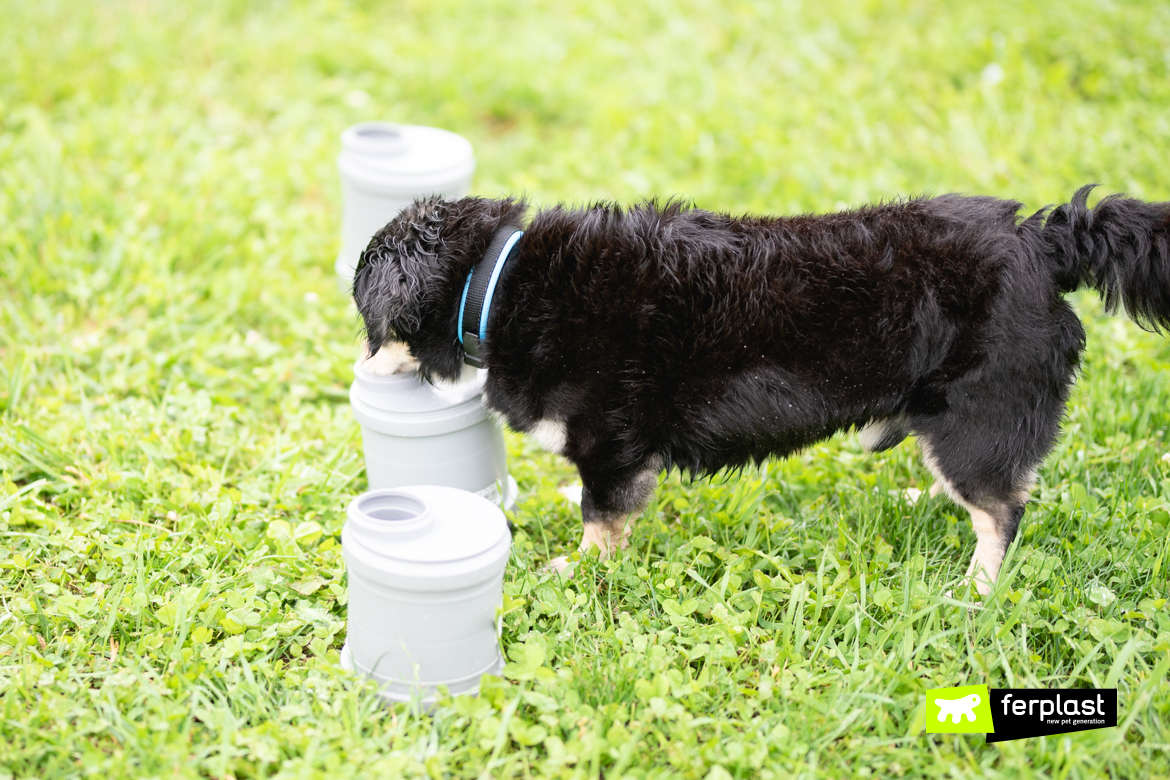 5 Nose Work Games for Dogs That Are Scentsational - Happy-Go-Doodle®
