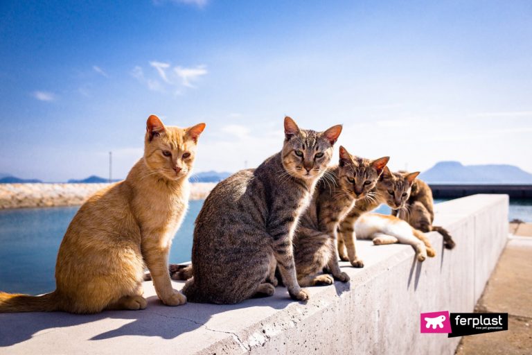 Cat Islands Cat Islands You Can Visit aroud the World