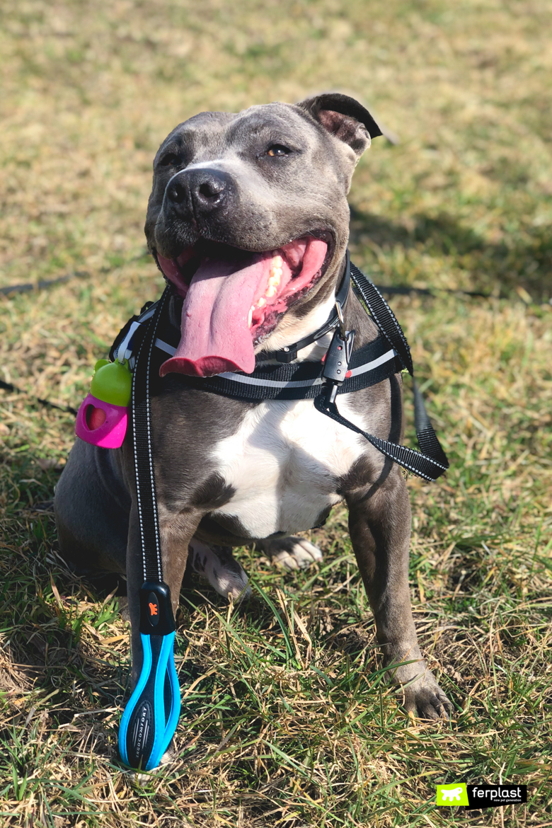 american staffordshire terrier with other dogs