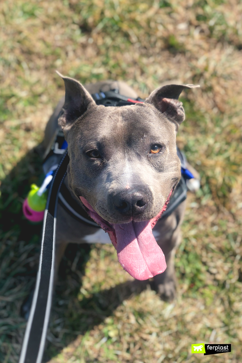 american staffordshire terrier with other dogs