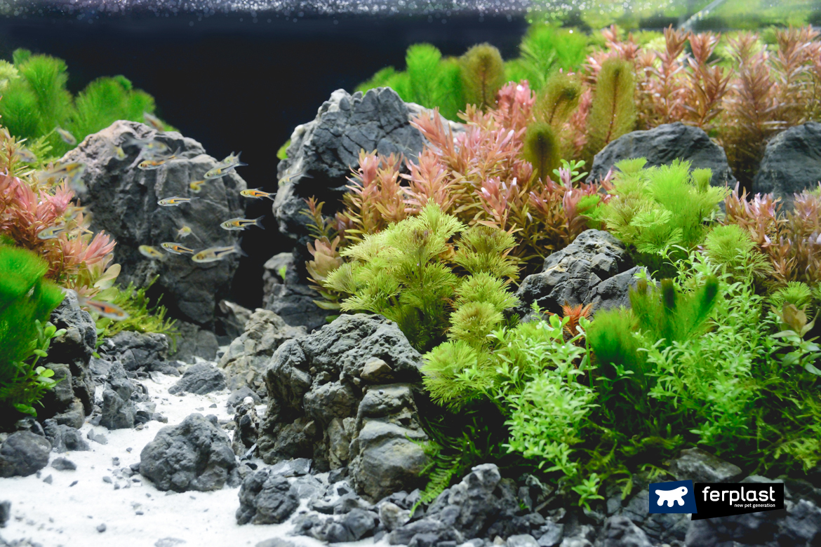Setting Up A Freshwater Aquarium: How to choose Rocks