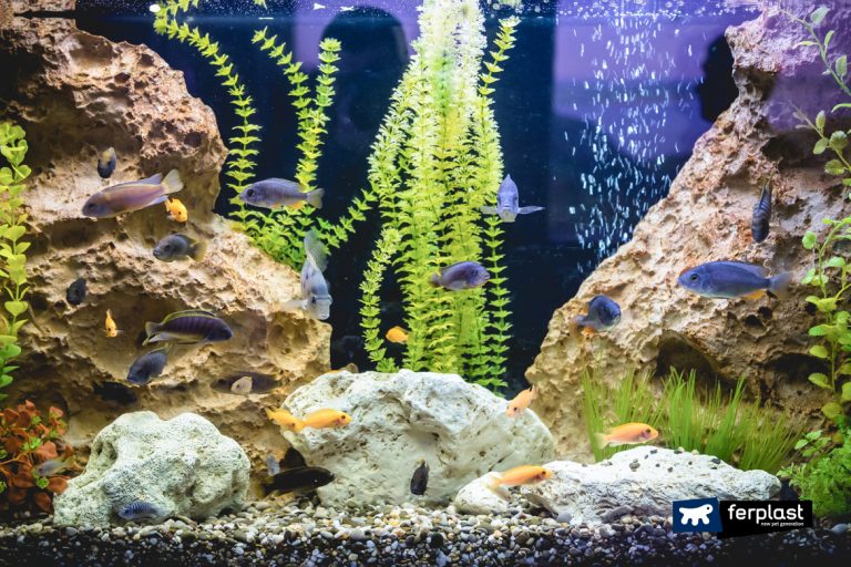 Allestire L’acquario d'Acqua Dolce Quali Rocce Scegliere