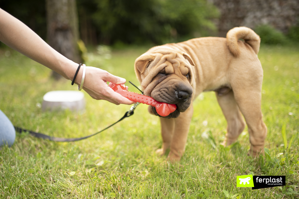 wrinkle hut shar pei