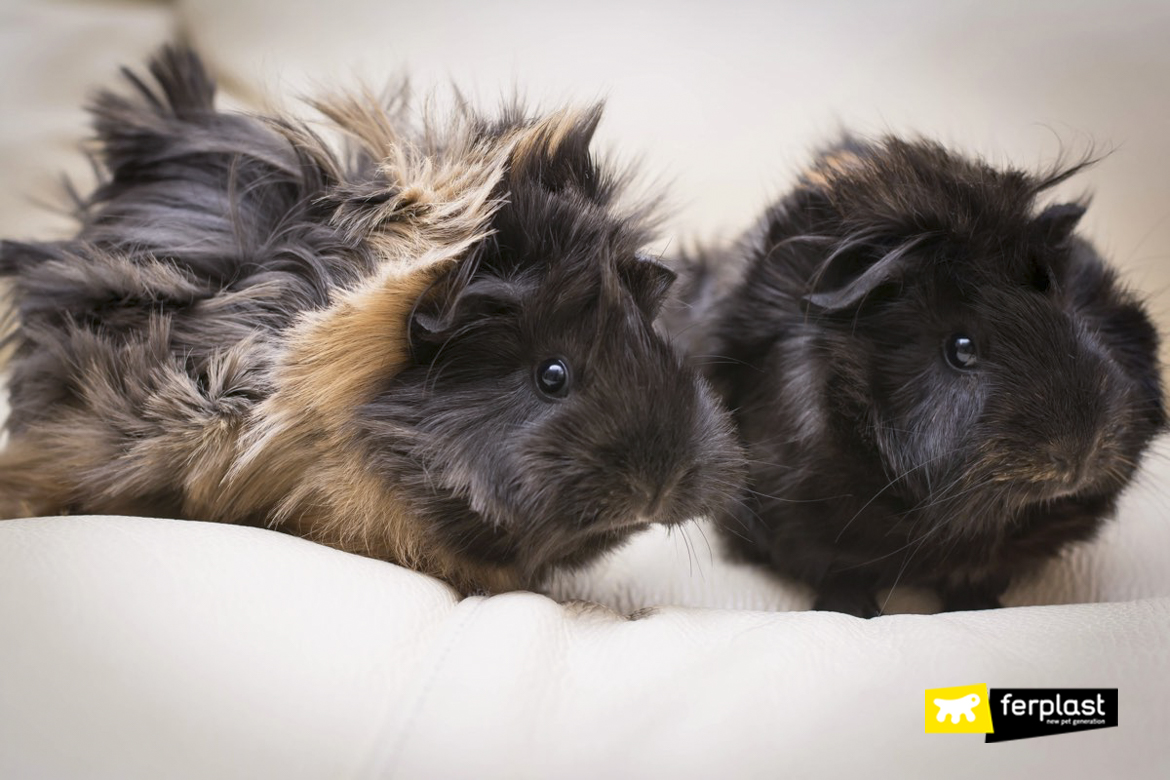 tri colored abyssinian guinea pig