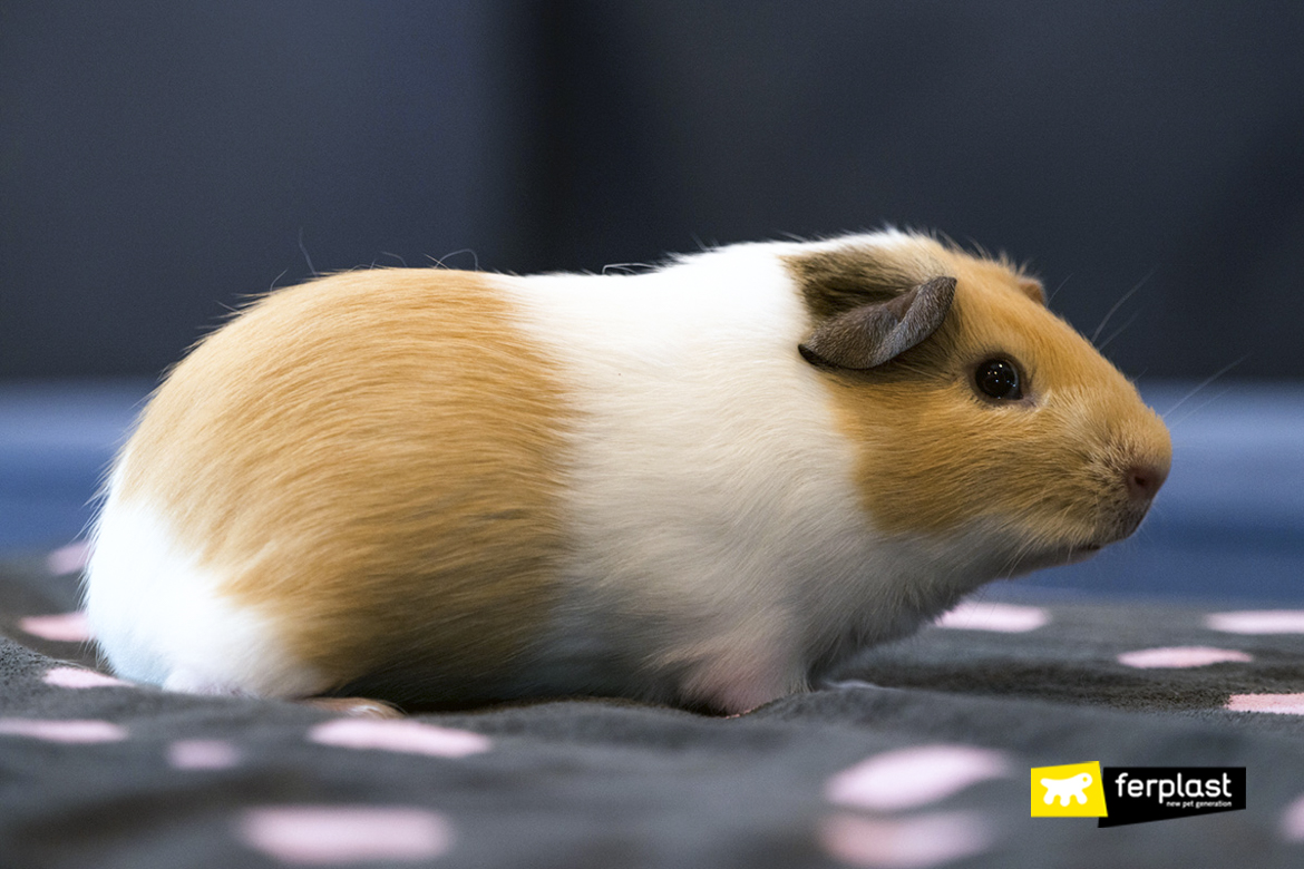 short haired guinea pig