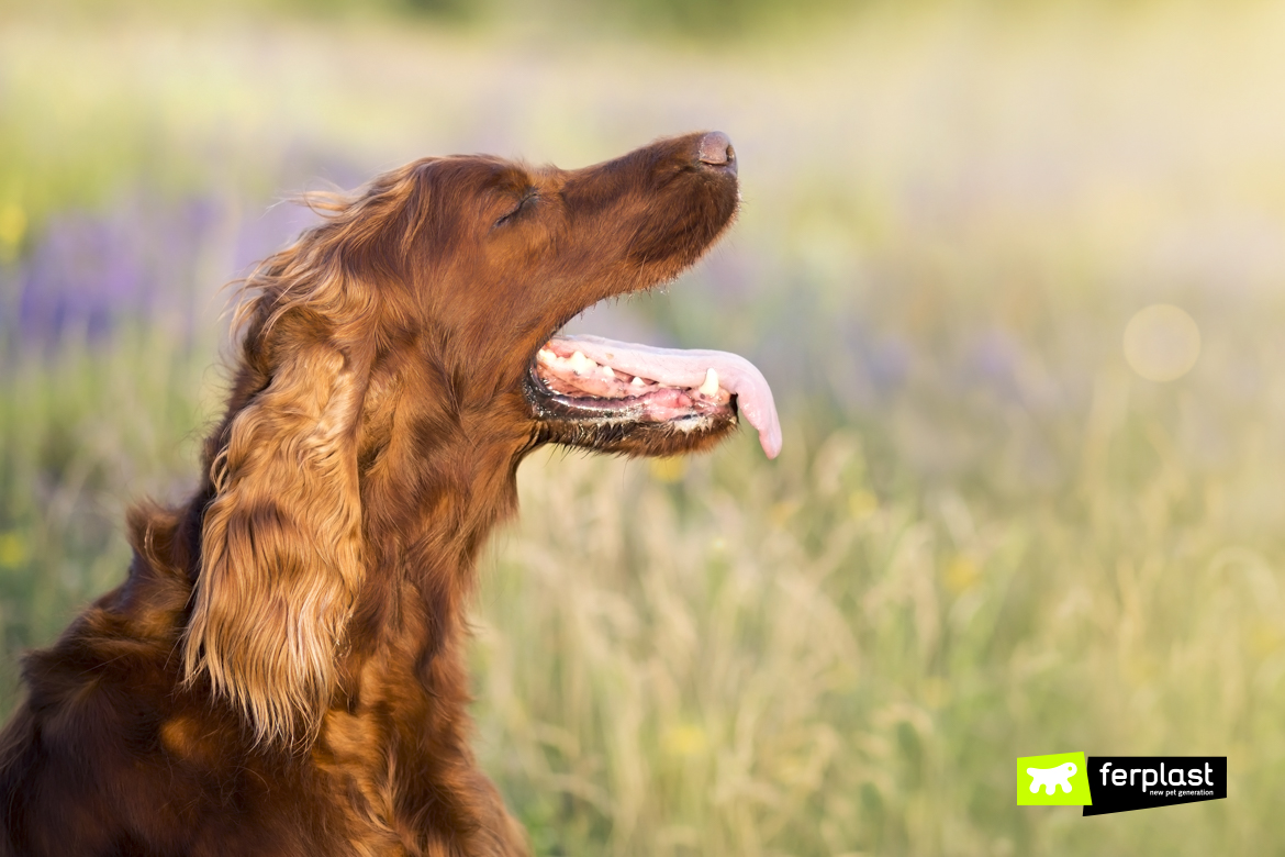 do dogs sweat from ears