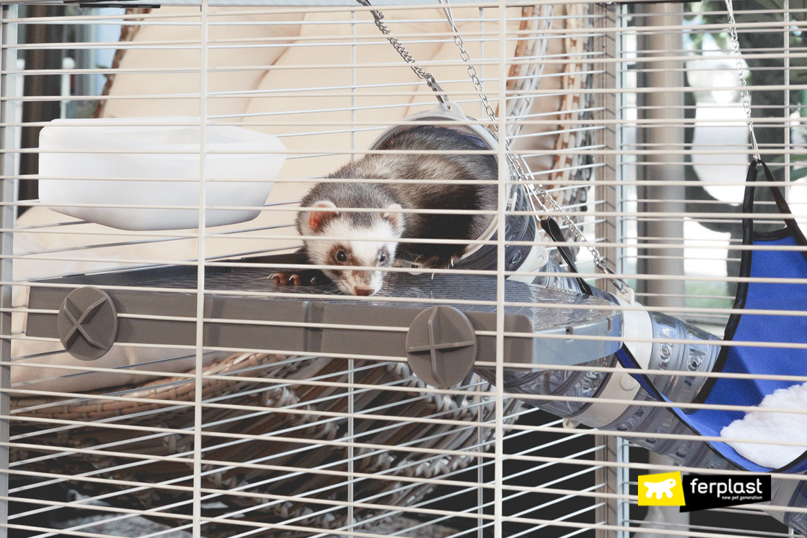 Un furet chez soi, qu'est-ce que ça implique?