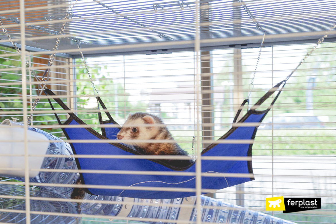 What You Should Know Before You Adopt A Ferret