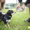 SPORT MIT EINER DOG: MANTRAILING