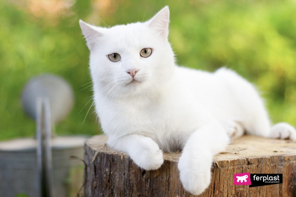 White Cats And The Sun What Precautions To Take