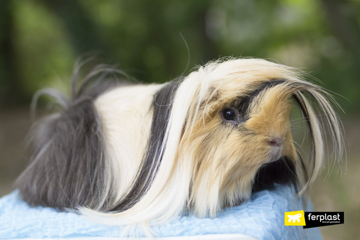 long haired sheltie guinea pig